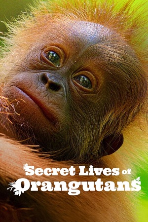  Secret Lives of Orangutans (2024) NF WEB-DL Dual Audio {Hindi-English} 480p [270MB] | 720p [720MB] | 1080p [4.3GB]